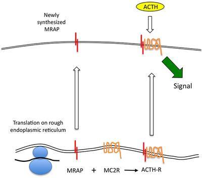 Frontiers Stability And Turnover Of The Acth Receptor Complex